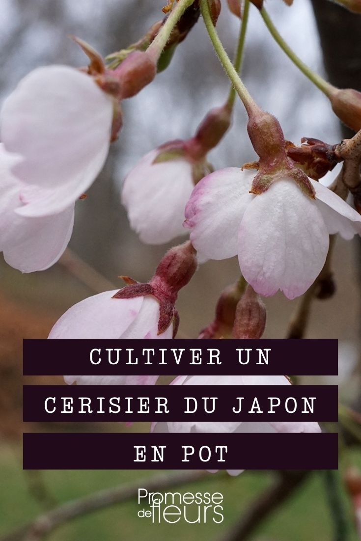 Cultiver un cerisier du japon en pot