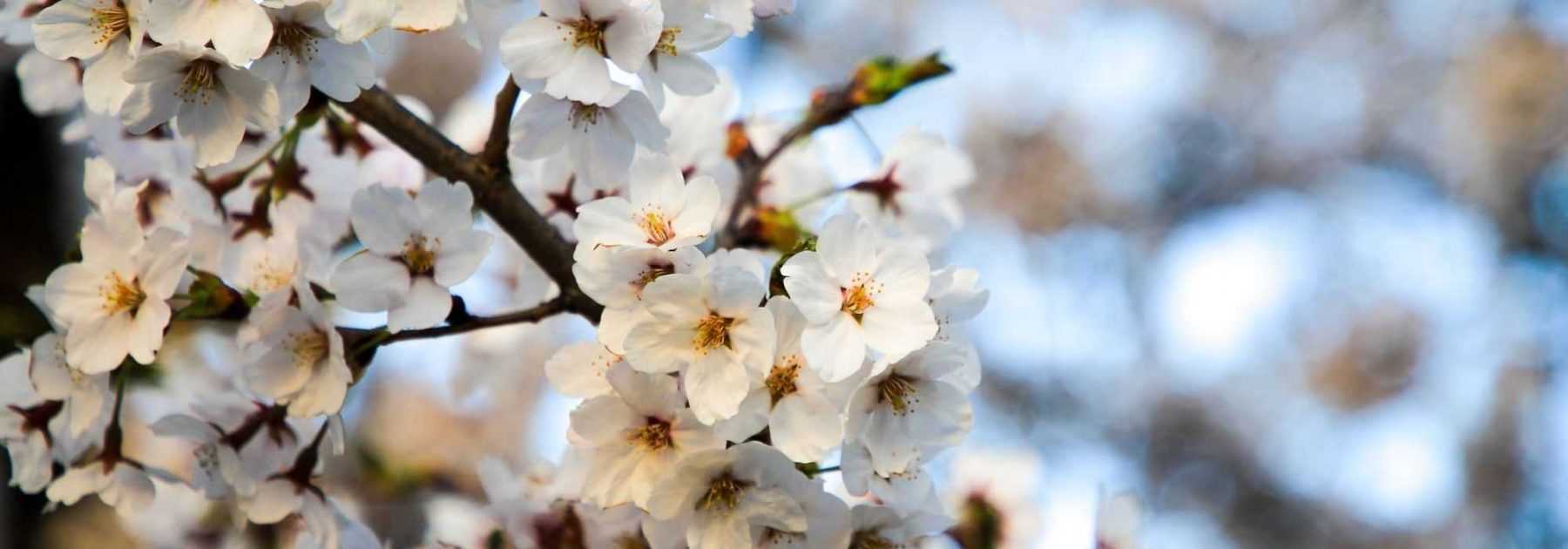 Comment cultiver un cerisier du Japon en pot ? - Promesse de Fleurs