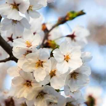 Cultiver un cerisier du Japon en pot