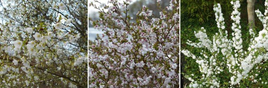 Comment cultiver un cerisier du Japon en pot ? - Promesse de Fleurs