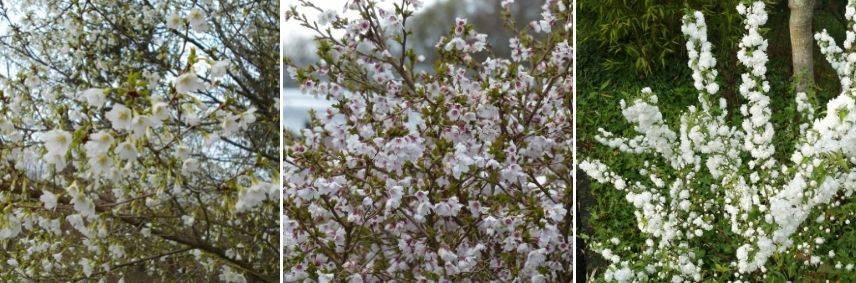 quelle variété de cerisier du Japon pour plantation en pot