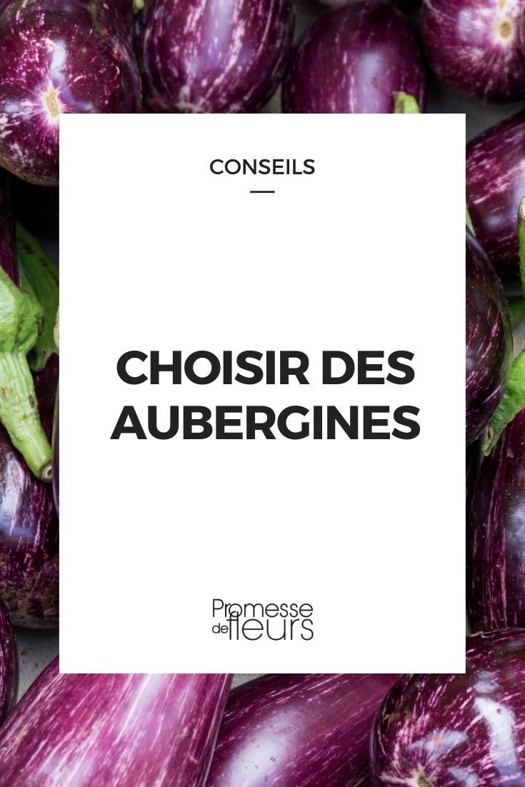 choisir une aubergine