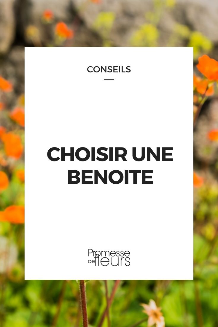 choisir une benoite