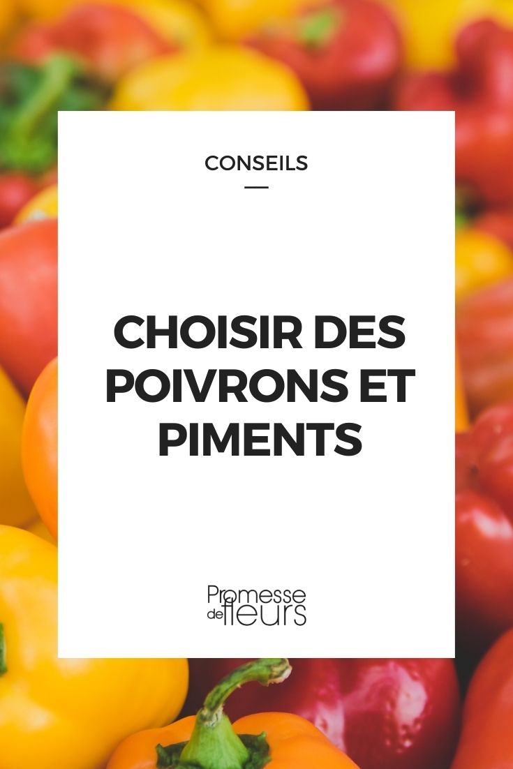 choisir poivrons et piments