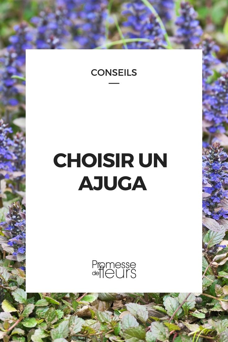 ajuga : guide d'achat