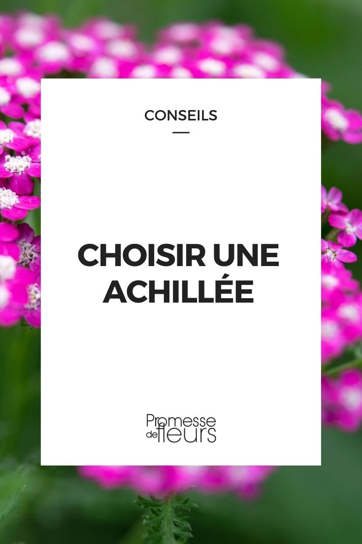 Achillée : guide d'achat