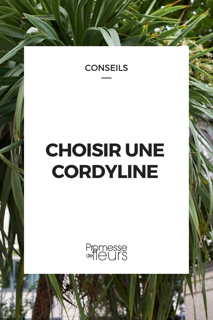 cordyline : guide d'achat