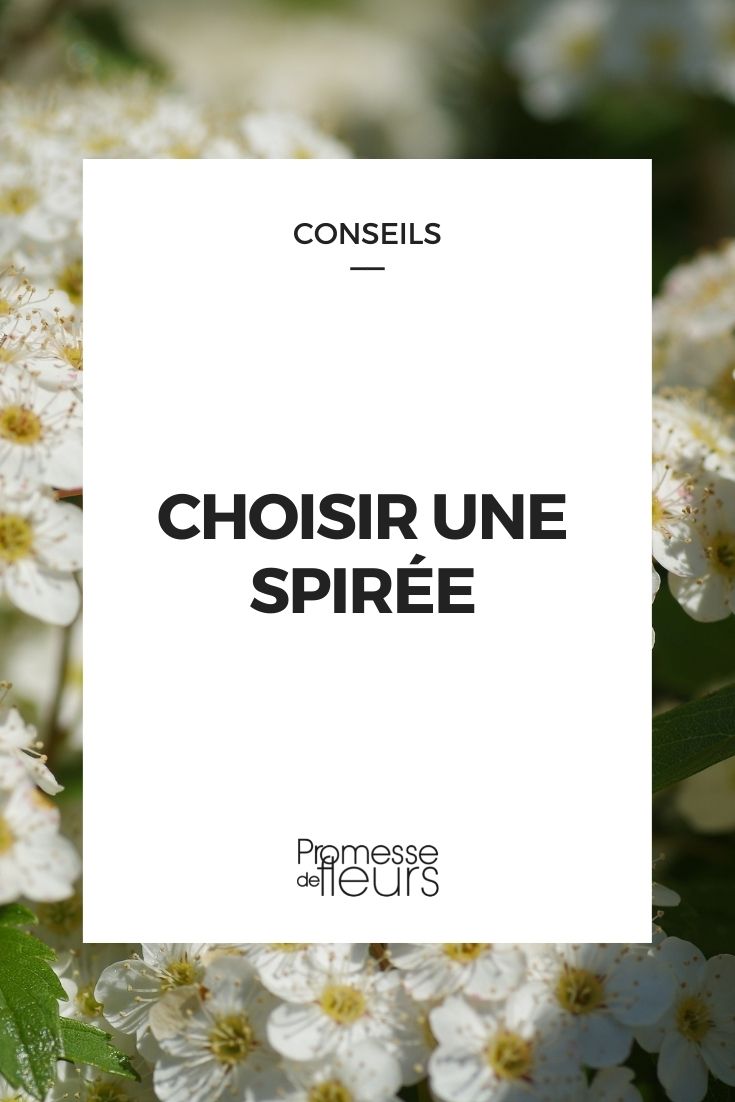 choisir une spirée