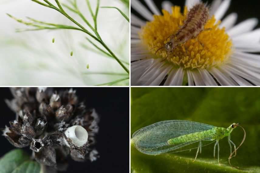 chrysope verte, cocon de la demoiselle aux yeux d'or, évolution de la chrysope