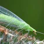 La chrysope, un insecte vert utile dans le jardin