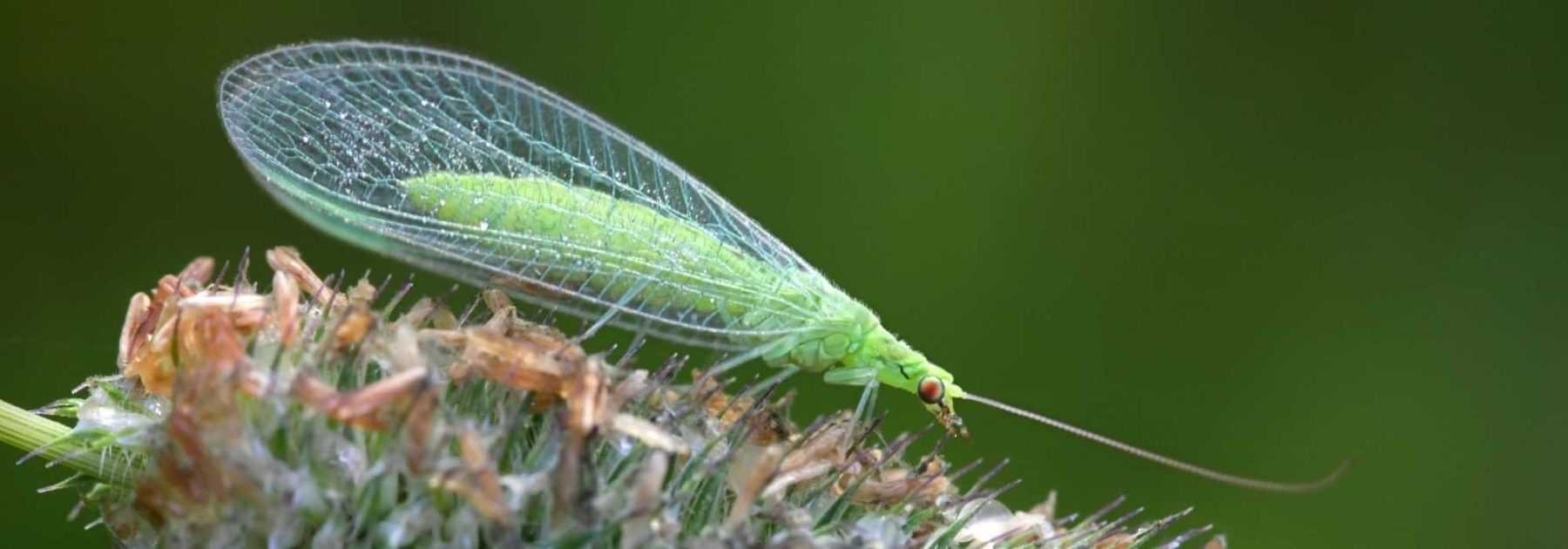 La Chrysope Un Insecte Vert Utile Dans