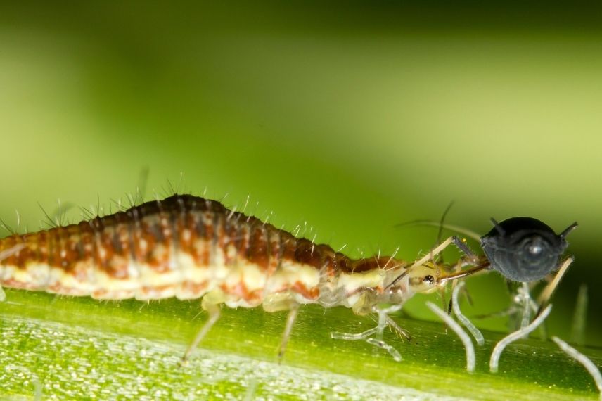 chrysope verte, lutter contre les pucerons, lutte contre les ravageurs au jardin