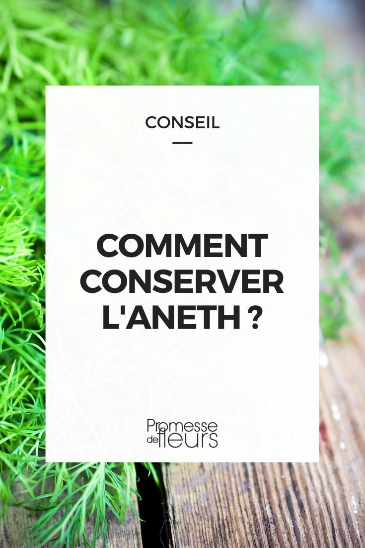 récolter et conserver l'aneth