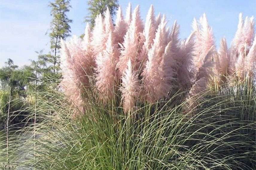 herbe de la pampa inflorescence en plumeau, plumeau rose