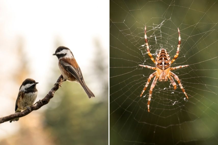 lutte contre tigre du platana, traitement corythucha ciliata