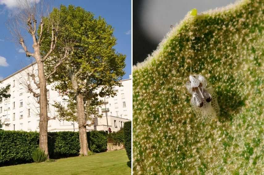 arbre atteint par tigre du platane, corythucha ciliata symptômes