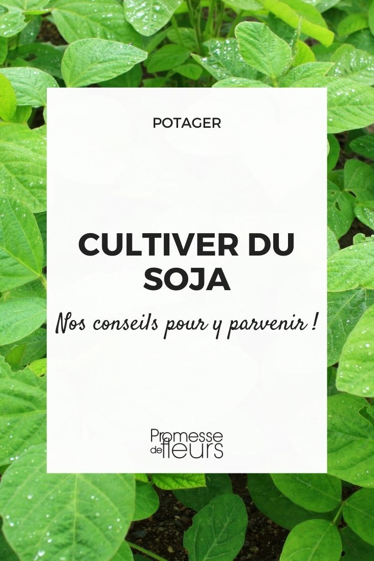 cultiver du soja au potager