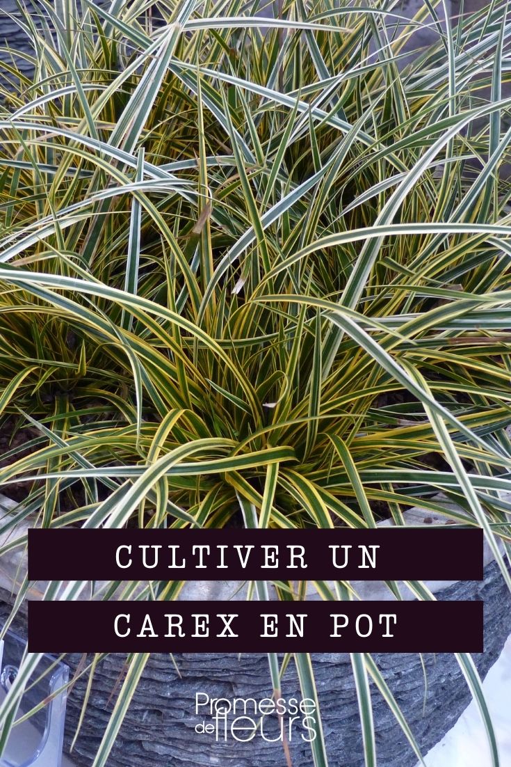 culture et entretien des carex en pot