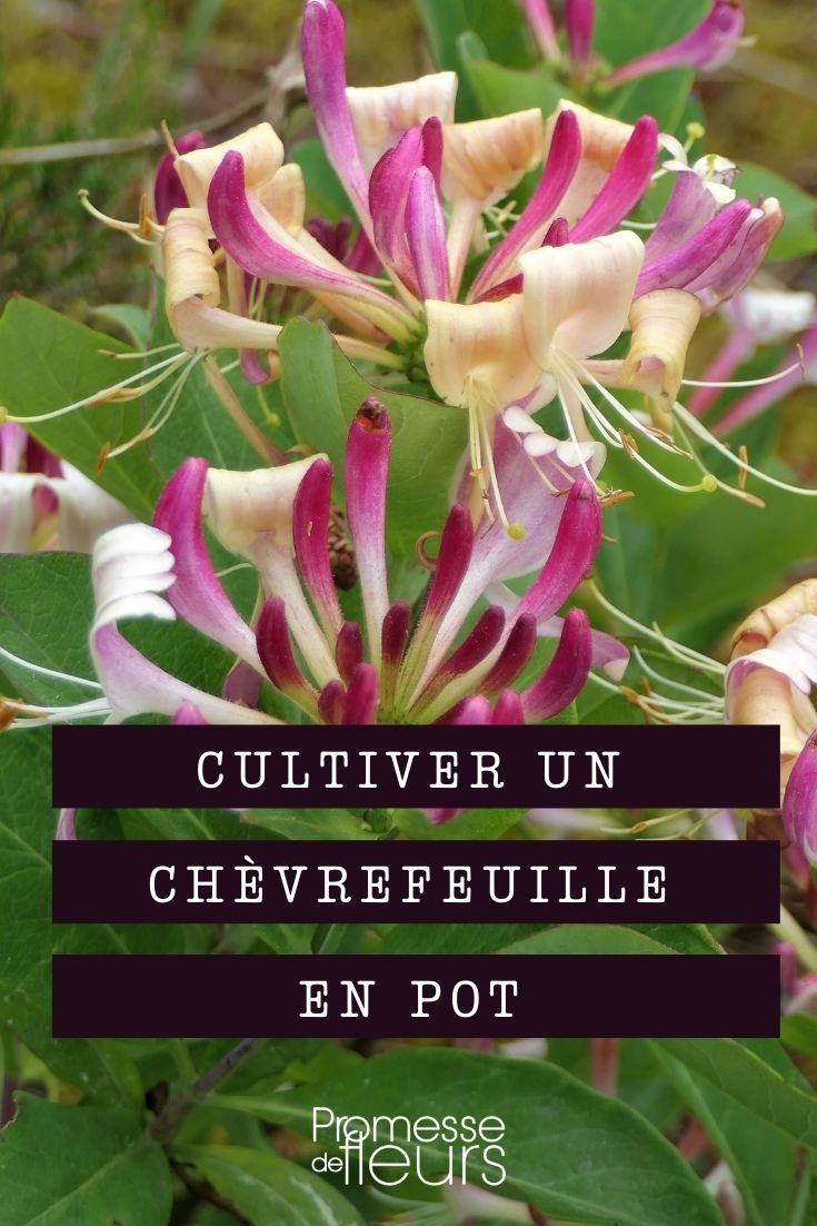 cultiver un chevrefeuille en pot