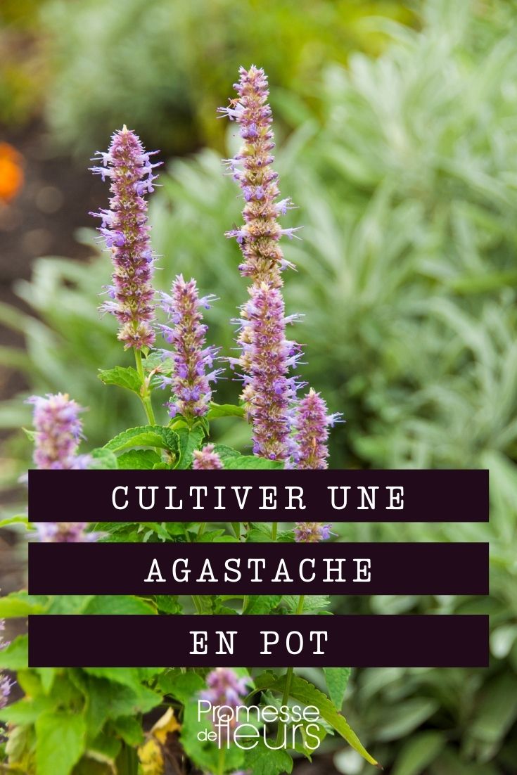 réussir la culture des agastaches en pot