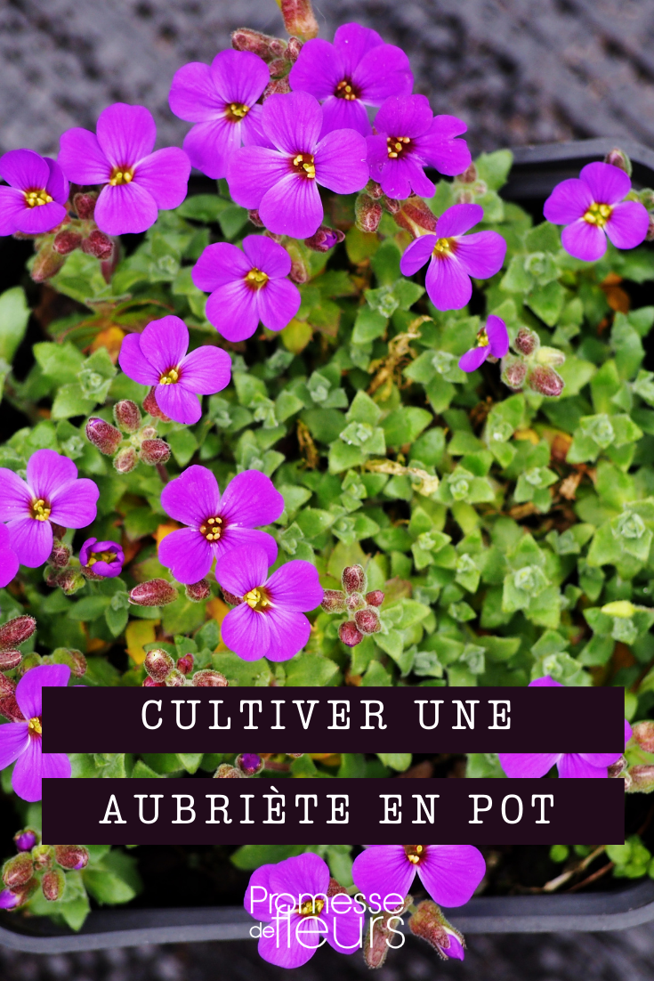 semer et planter une aubriète en pot