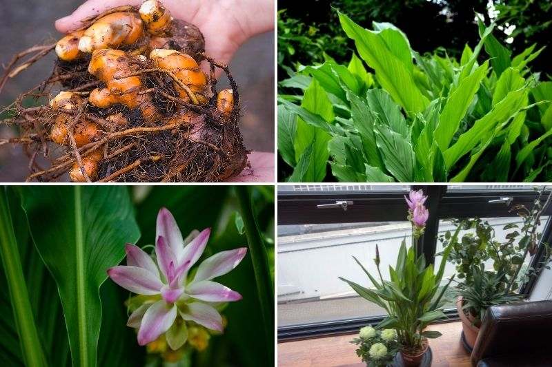 D'où viennent-elles ? Le curcuma - Promesse de Fleurs