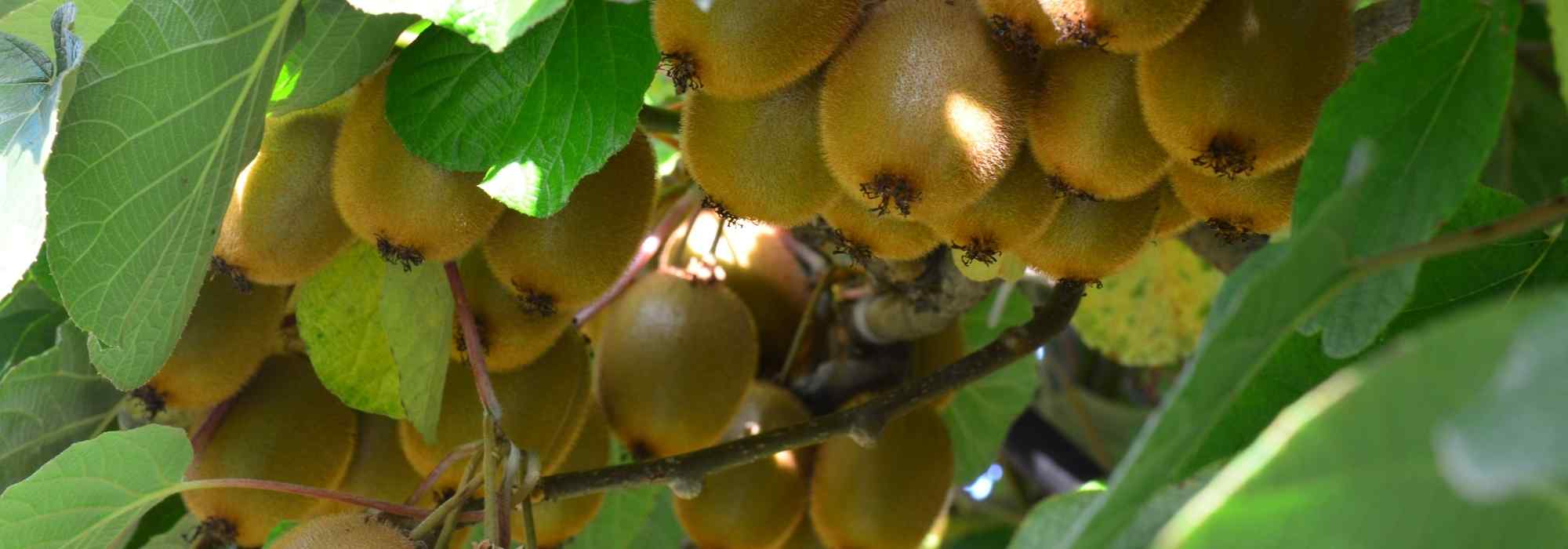 Comment différencier kiwi et kiwaï ?