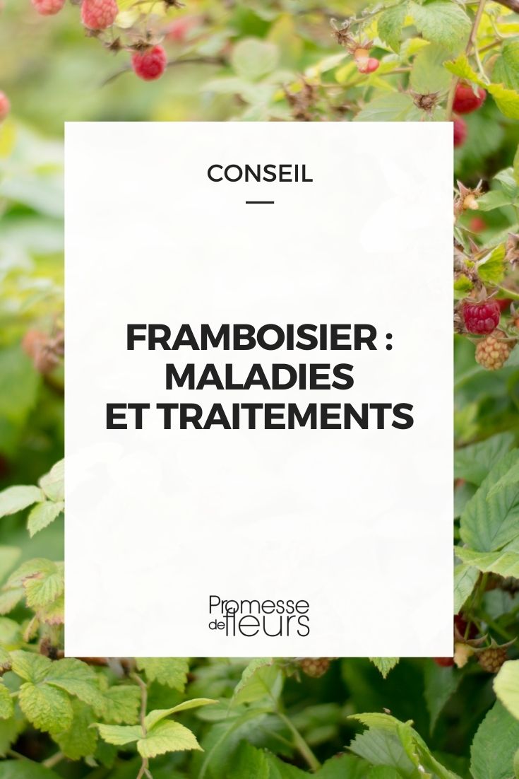 framboisier : maladies et parasites