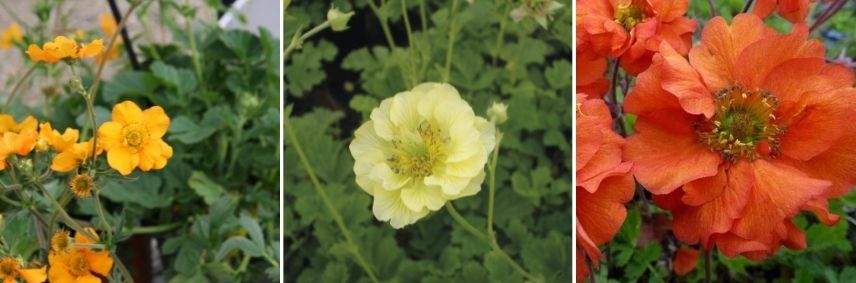 benoîte taille des fleurs