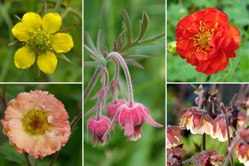 benoîte forme des fleurs, différences fleurs benoîte