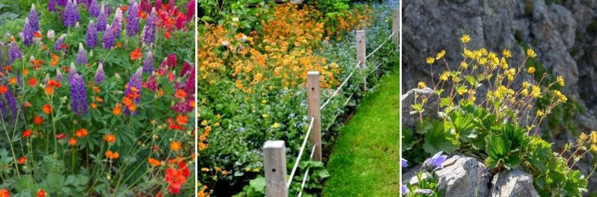 utilisation benoîte au jardin