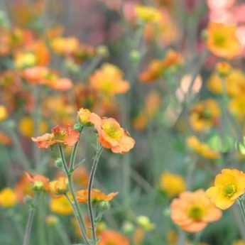 Geum, Benoîte : comment la choisir ?