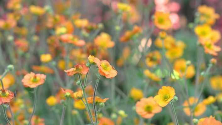 Geum, Benoîte : comment la choisir ?