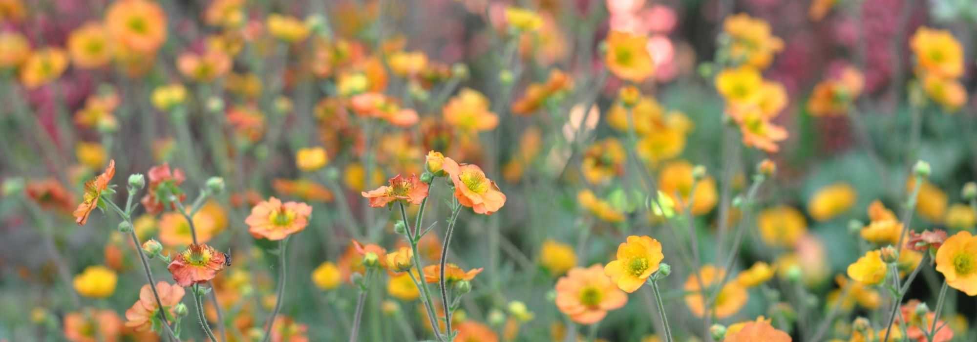 Geum, Benoîte : comment la choisir ?