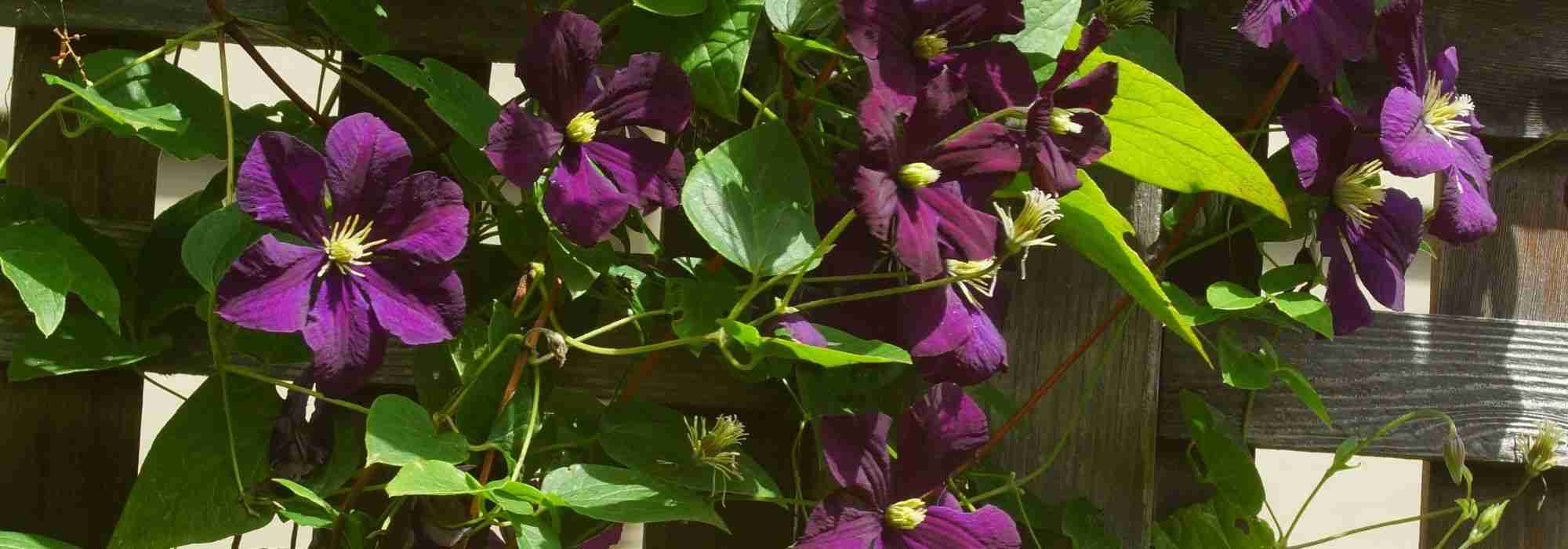 Cadre d'escalade en métal pour plantes, support de plante, anciers