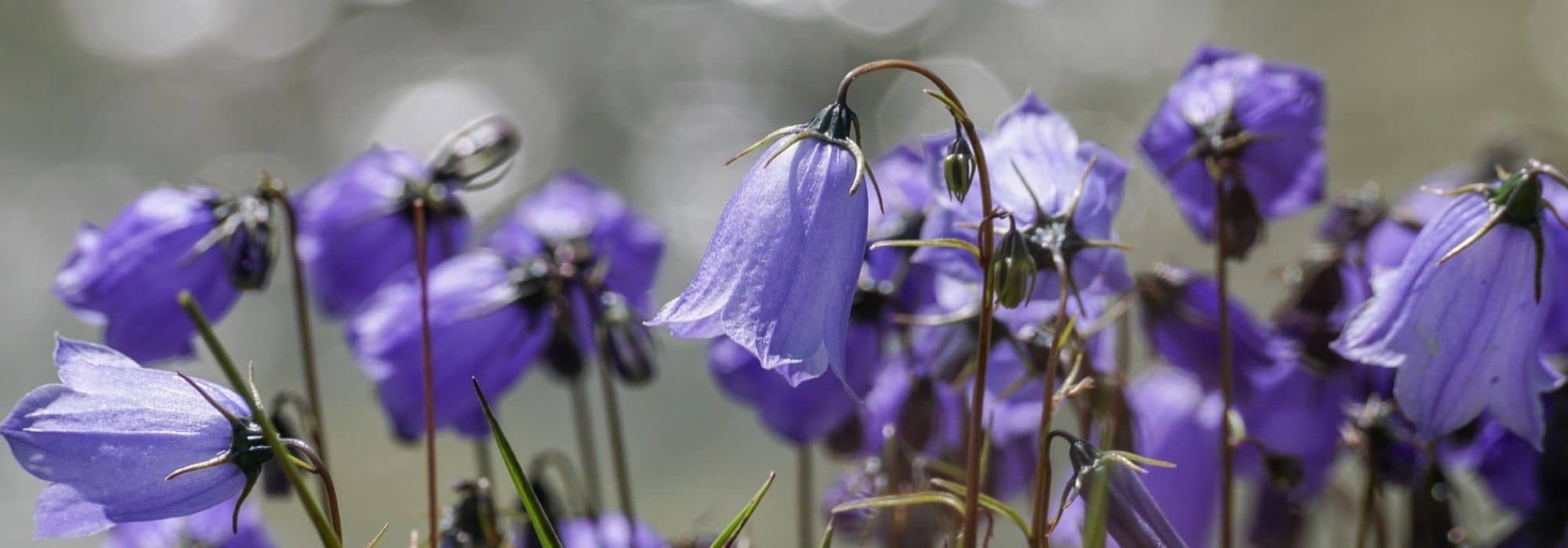 6 campanules couvre-sols