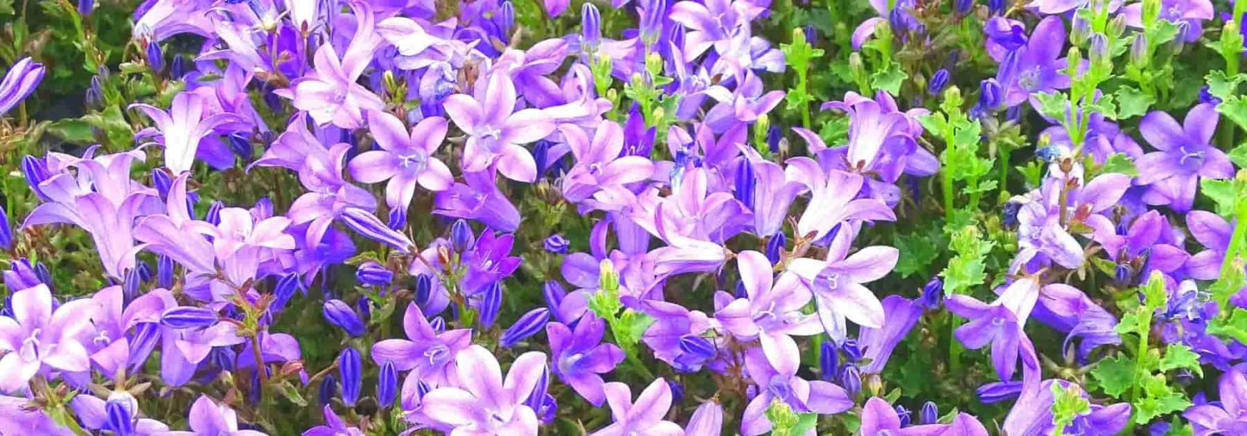 6 Campanules à fleurs bleu violet