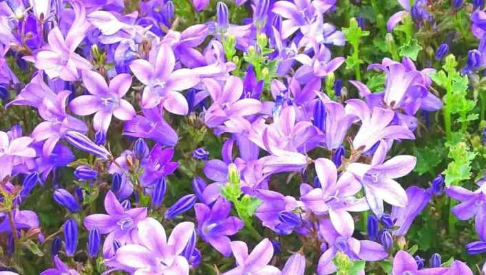 6 Campanules à fleurs bleu violet