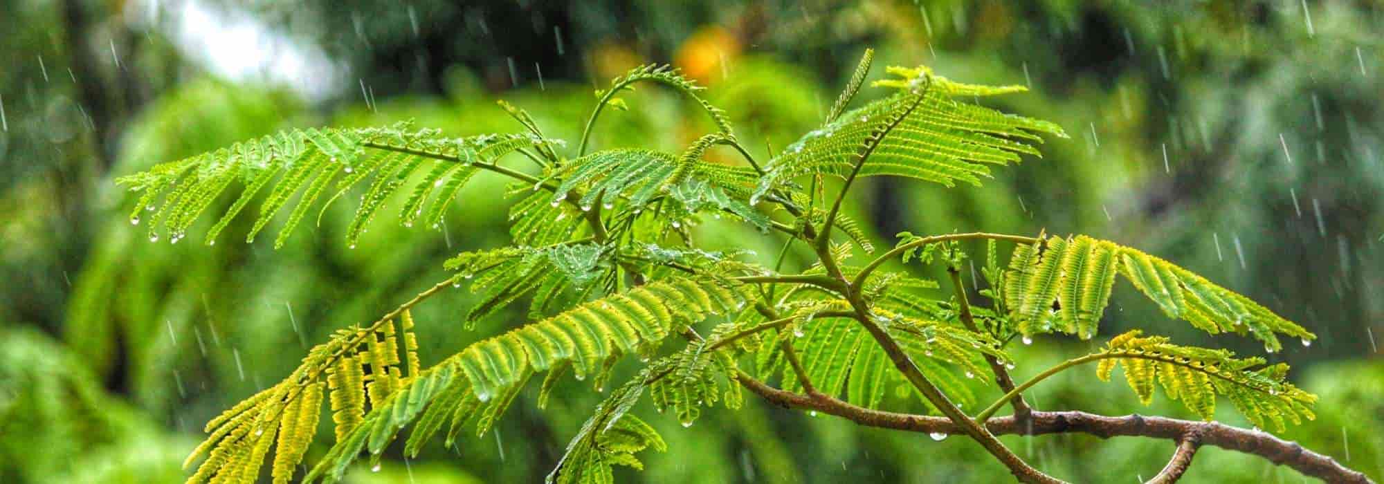 Jauge de pluie en verre avec piquet en fer pour jardin extérieur