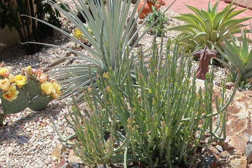 jardin exotique sec, jardin sec, plantes xerophytes,