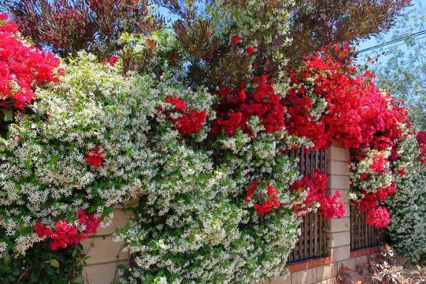 Jasmin Étoilé, pour un jardin magnifiquement fleuri de mai à septembre –  Bleen