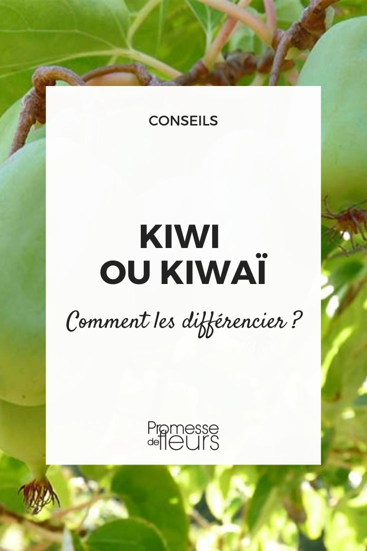 kiwi ou kawai, les différencier