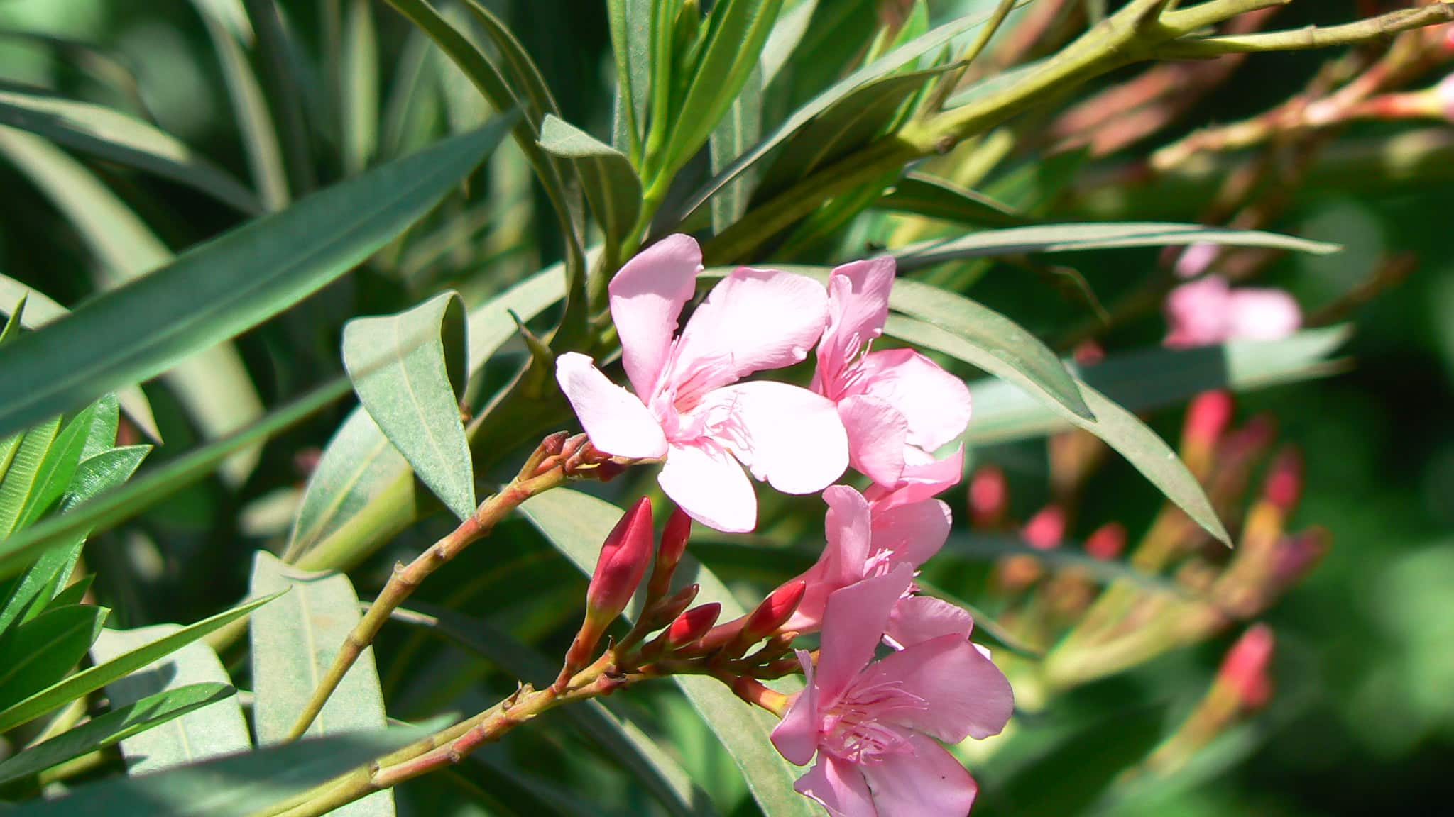 Maladies et parasites du laurier rose