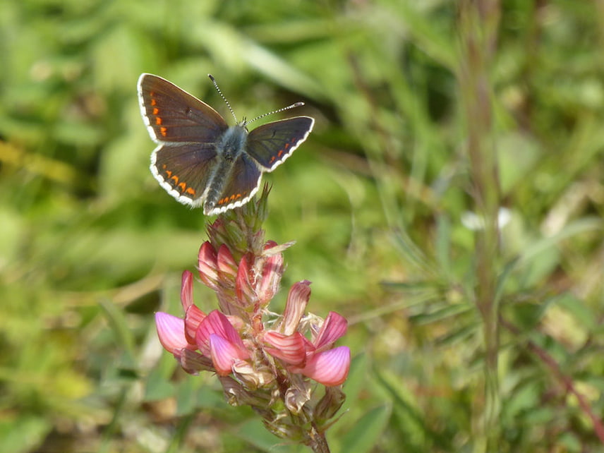 sainfoin