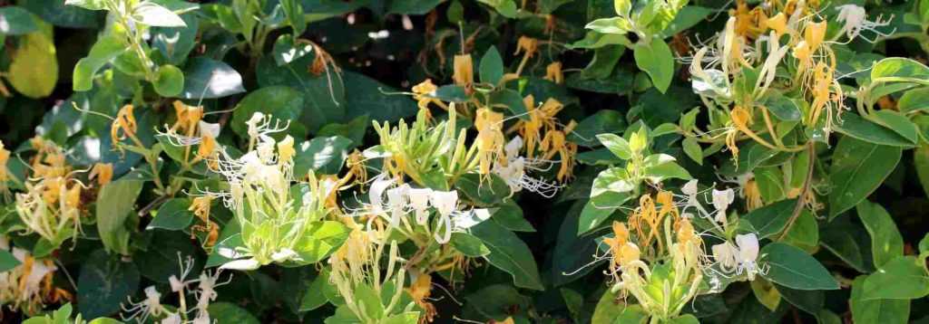 Comment planter un Chèvrefeuille en pot