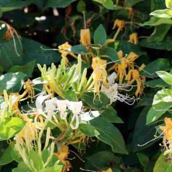 Comment planter un Chèvrefeuille en pot