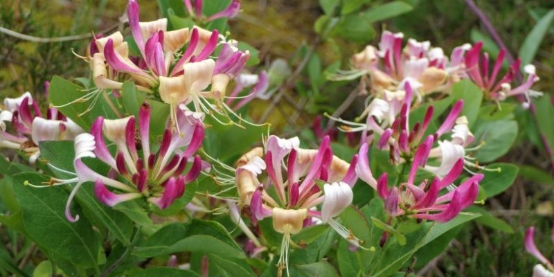 chèvrefeuille floraison, parfum chèvrefeuille