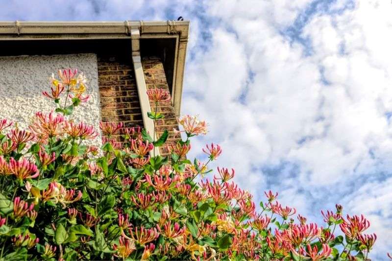 chèvrefeuille grimpant sur façade, chèvrefeuille floraison abondante