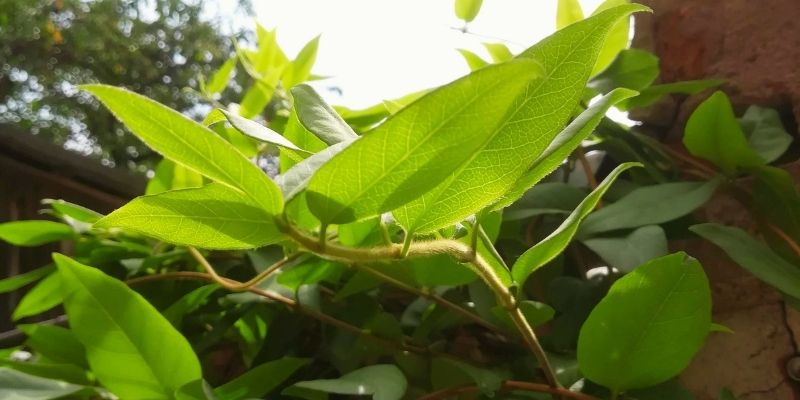 période pour bouturer chèvrefeuille, prélever bouture chèvrefeuille