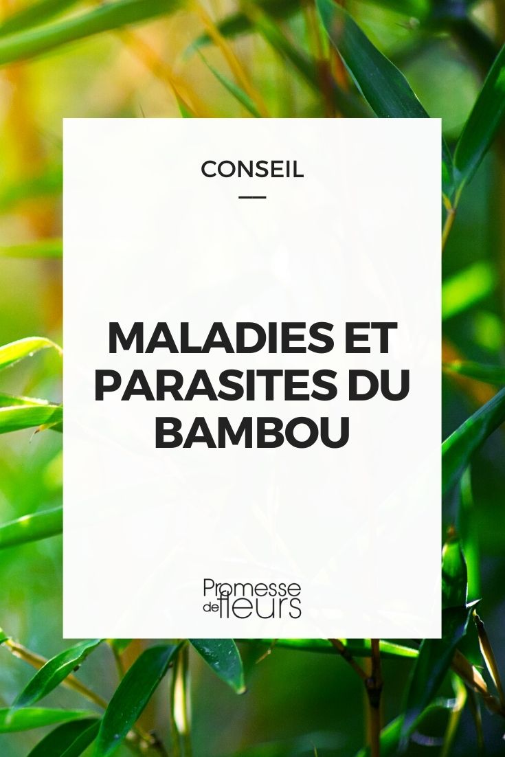 maladies et parasites des bambous